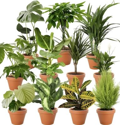 🪴 6er Set Pflanzenüberraschung 30-70cm inkl. Topf 12-15cm für 27,35€ (statt 38€)