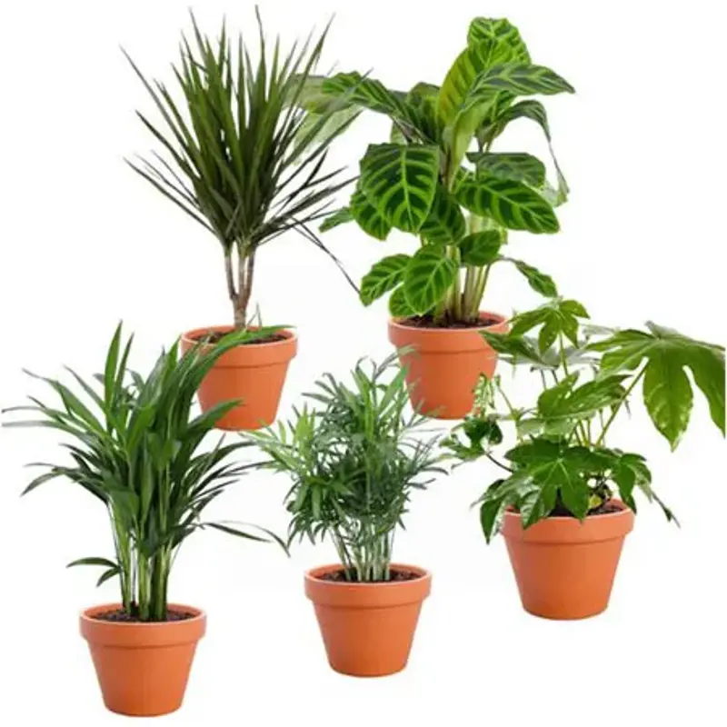 🌴 5er-Set Palmenfreunde, +/- 40-55cm, 12-15cm für 27,35€ (statt 37€)
