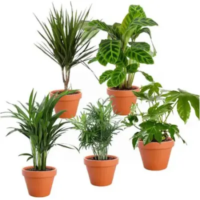 🌴 5er-Set Palmenfreunde, +/- 40-55cm, 12-15cm für 27,35€ (statt 37€)