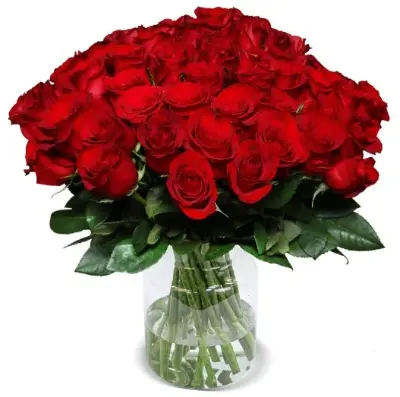 🌹 60 rote Rosen mit 40-50cm Länge für 41,99€ – nur 0,70€ pro Rose