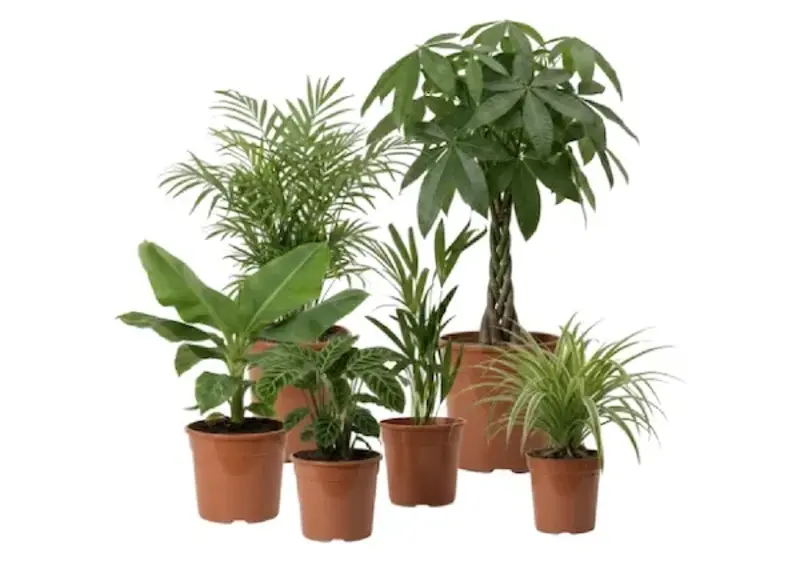 🌴 6er Set “Tierfreund” Pflanzen, ca. 30-60 cm für 32,62€ (statt 50€)