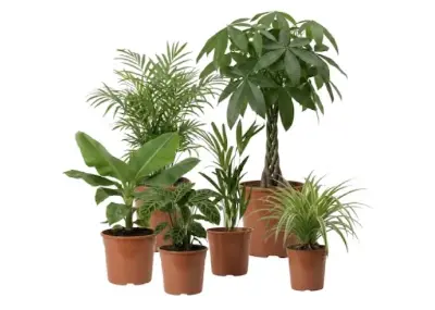 🌴 6er Set “Tierfreund” Pflanzen, ca. 30-60 cm für 32,62€ (statt 50€)