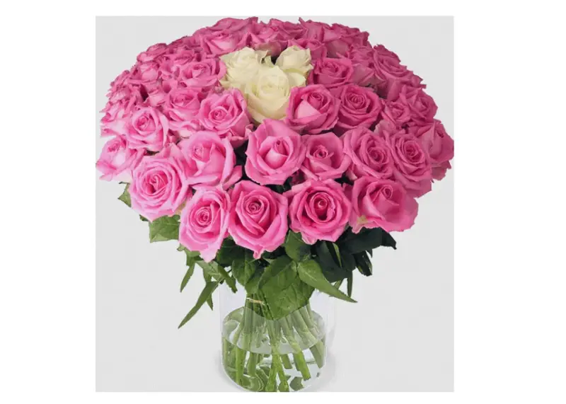 🌹💐 Pink Spezial – 50 Weiße und pinke Rosen für 37,68€
