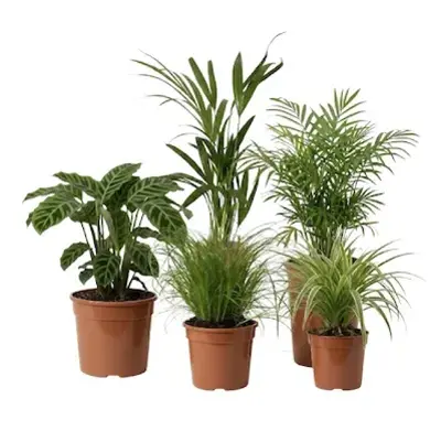 🪴 5er Pflanzenset „Katzenfreunde“ für 28,23€ (statt 48€)
