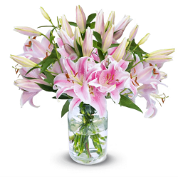 20 pinke Lilien mit bis zu 80 XXL Blüten für 25,48€