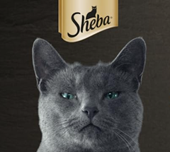 Amazon: verschiedene Sheba Produkte im Angebot