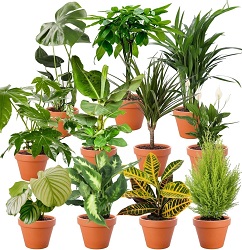 8er-Set Pflanzenüberraschung (40-70cm, 12-15cm Topf) für 28,98€