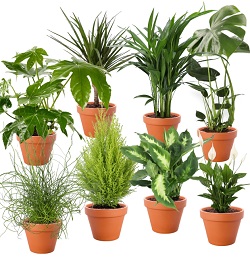 8-teiliges Zimmerpflanzen Set (30-60cm, 12-15cm Topf) für 30,99€