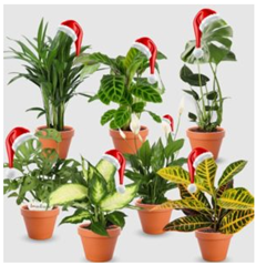 Nikolaus-Special: 7er-Set Pflanzen (30 – 50cm, 12-15cm Topf) für 28,98€