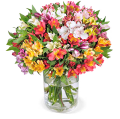 Blume Ideal: Blumenstrauß mit 44 Inkalilien (bis zu 300 Blüten) für 26,98€