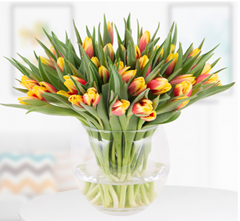 Blumenshop: Blumenstrauß mit 30 rot-gelben Tulpen für 27,90€