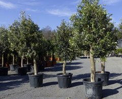 Olivenbaum Olive 170 – 180 cm Olea Europaea Arbequina winterhart für 107,99€