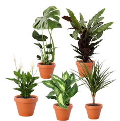 PflanzePlus: 5er-Set Zimmerpflanzen mit Drachenbaum, Korbmarante & mehr für 32,48€