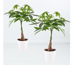 Blumenshop: Zwei Glückskastanien + gratis Töpfe (+/- 70-80 cm, ø 17 cm, Pachira aquatica) für 43,90€