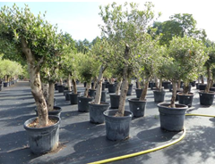 Olivenbaum (Olea Europaea, winterhart, 150-180cm) für 89,91€