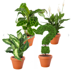 Calathea, Dieffenbachia, Spathiphyllum + GRATIS Überraschungspflanze (+/- 40-60cm, ø 12-15cm Topf) für 23,68€ (statt 37,48€)