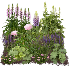 Toom Online Hammer: nur heute Staudenset ‚Bauerngarten‘ 12 Pflanzen für 2 m² für 29,99€ inklusive Versand