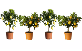 4er-Set Zitrus-Mix-Pflanzen für 26,59€ inklusive Versand