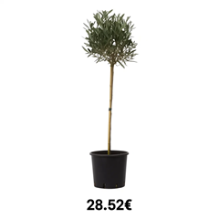 winterharter Olivenbaum (ca. 90-120cm Höhe im 21cm Topf) für 28,52€