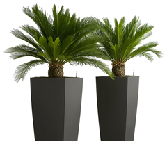2x Japanischer Palmfarn (Cyca Revoluta) für 32,39€ inkl. Versand