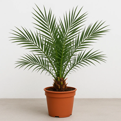2 x Kanarische Dattelpalme in 50-70 cm für 20,03€