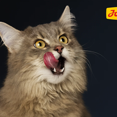 zwei kostenlose Josera Futterproben für Katzenbesitzer + 5€ Gutschein für Folgebestellung