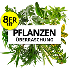 8er-Set Pflanzenüberraschung (40-70cm) für 19,99€ zzgl. 4,99€ Versand