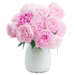 Blume Ideal: 5 gefüllten Pfingstrosen der Sorte „Sarah Bernhardt“ für 25,99€