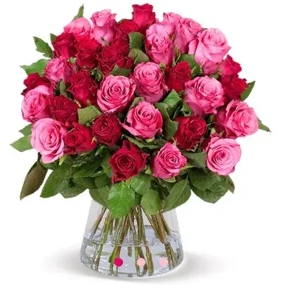 🌹 40 Rosen im Strauß Romantic Roses für 28,22€ – nur 0,70€ pro Rose